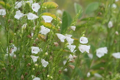 Sopubia trifida